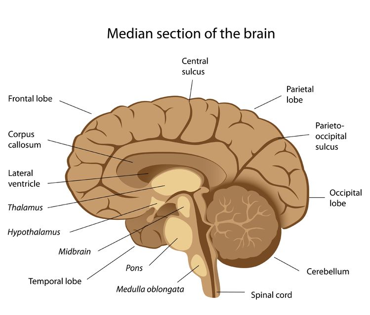 Bagian Median Otak Cara Mengobati Kanker Otak 