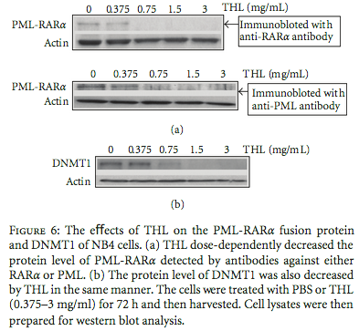 Efek TXL pada Protein Fusion PML-RAR Alpha